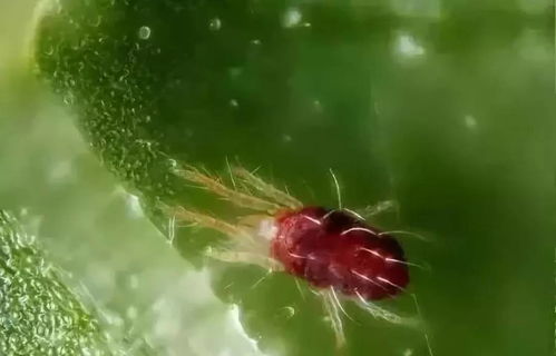 虫子是否会马上死亡