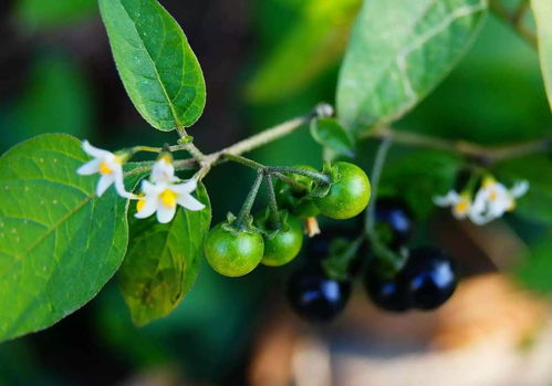 第二个坑：肥料乱撒的悲剧