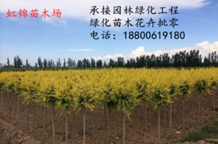 市场环境竞争激烈， 雪松树苗特色不突出