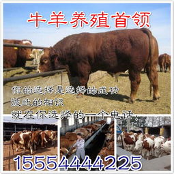 黄牛养殖：关注牛种选择、饲养管理及疾病防治
