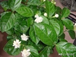 茉莉花在哪个季节修剪最适宜？如何科学修剪茉莉