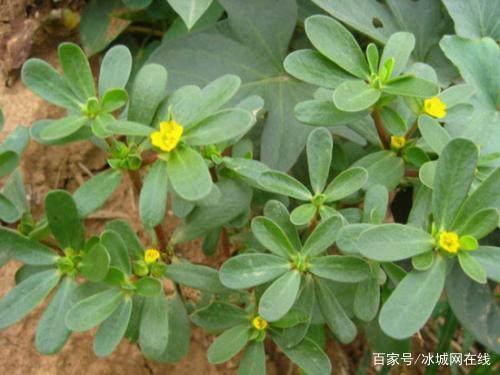 马齿苋家庭种植养护全流程详解中，如何确保马齿苋生长旺盛且病虫害少