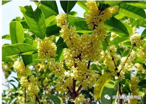 搭配植物的学问