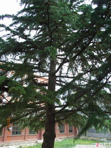 寻找附近的雪松树市场，我来告诉你哪里有！