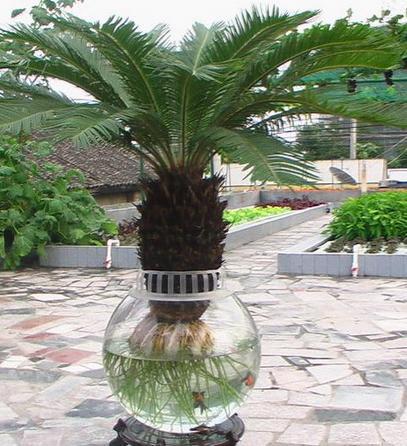 铁树种球无根？试试这样来处理，让铁树生根发芽！