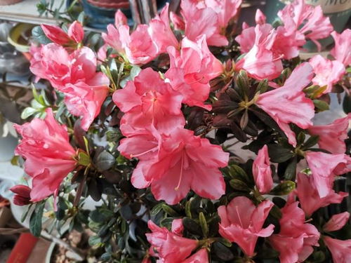 南北选花的门道可不少