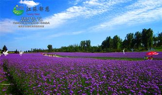 阳台党必堪，四季薰衣草