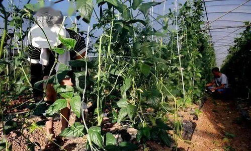 热水催苗：别瞎折腾