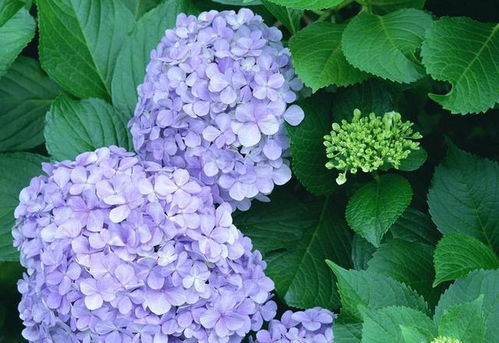 夏日围墙花之——万寿菊