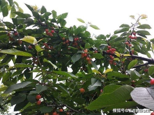 先说说大樱桃农药多吗？