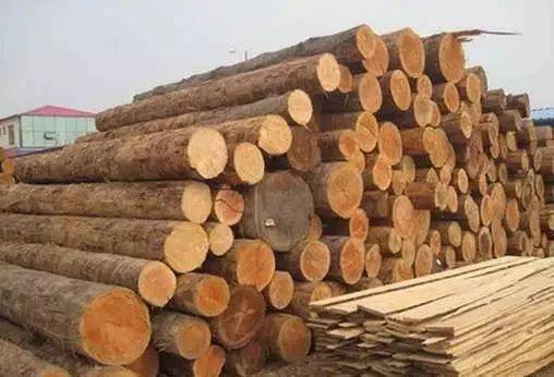 黑松木的用途与价值