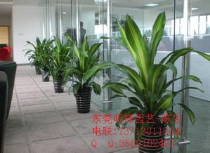 租摆与购买：如何选择？