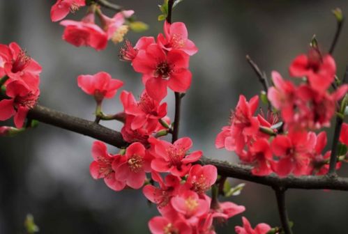 桃树、 杏树和梨树的栽培时机与开花顺序