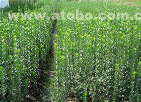 北海道黄杨：耐寒的绿宝石