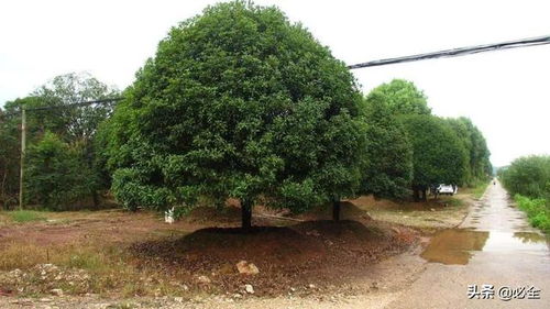 1. 名贵苗木的珍宝