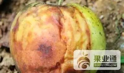 植株伤口，多菌灵来帮忙