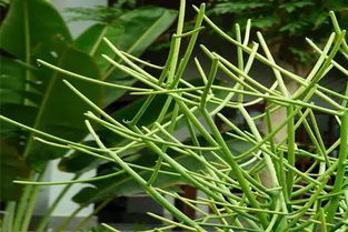 重点提醒：切勿暴晒