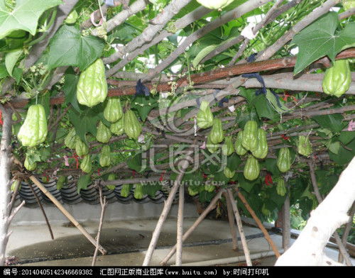 种植佛手瓜时如何根据佛手瓜种子哪头朝上来挑选合适的瓜种呢