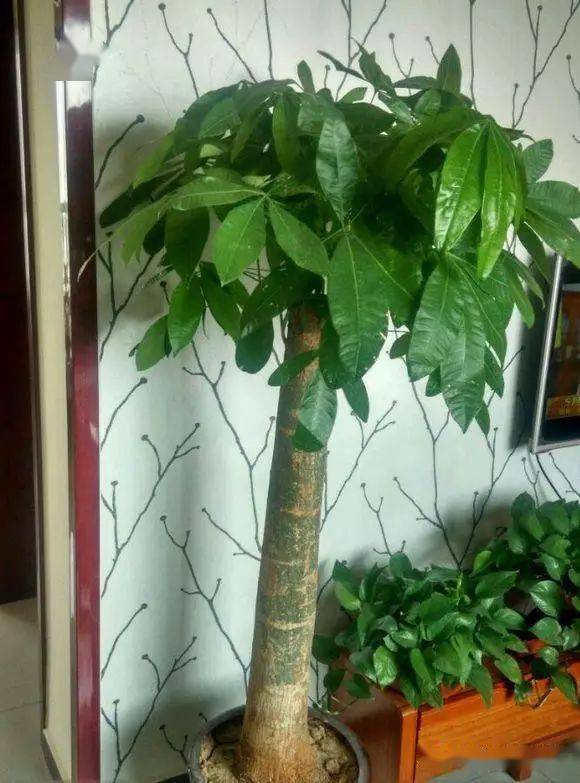 一、 取名要有吉祥寓意