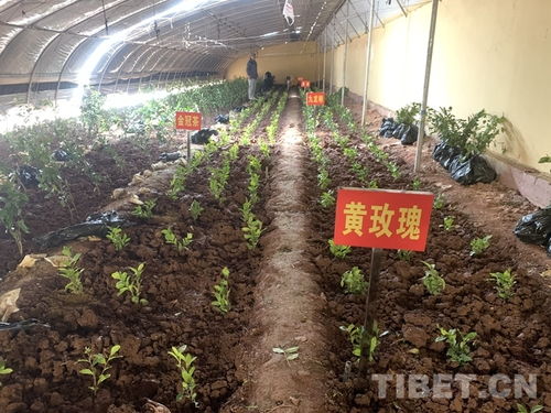 无花果树苗如何进行科学的栽培与管理