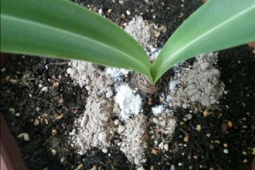 花盆里的虫虫去哪儿了？自制花盆土杀虫剂大揭秘！