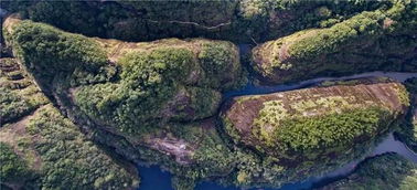 松柏英姿：苍翠双雄的视觉诗篇