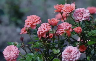 石家庄月季：花中佳人， 市花之美