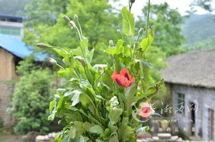 庭院中的罂粟：美丽与警示共存