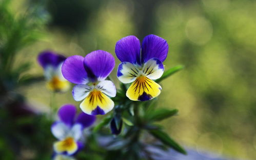 三色堇年开3次花，爆款花卉新宠！