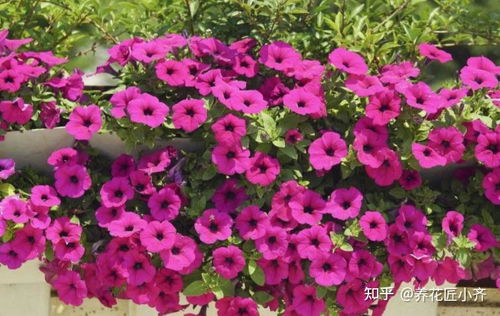 ▍浇水界的死亡选择题