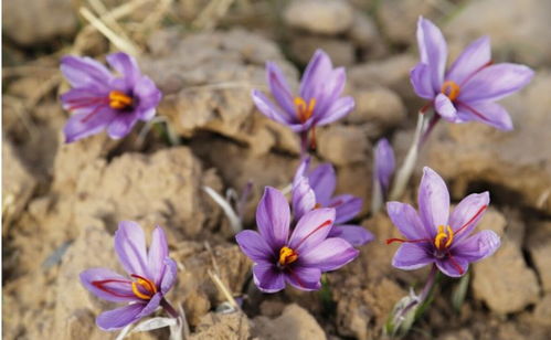 那些适合大规模种植的花束