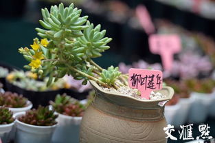 多肉植物种类繁多，形态各异