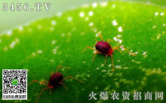 农药与害虫的较量