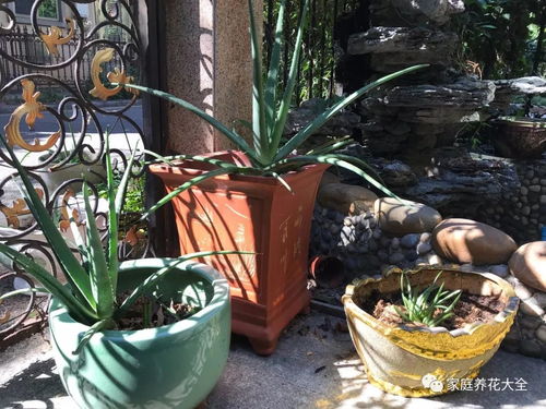 芦荟新芽如何巧妙拆分，一分为二