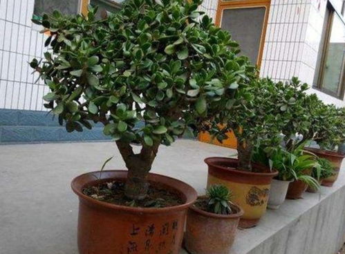 施肥陷阱：为什么越精心伺候越不开花？