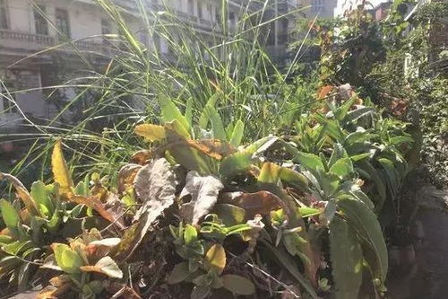 病虫害防治：别让小虫子破坏了美