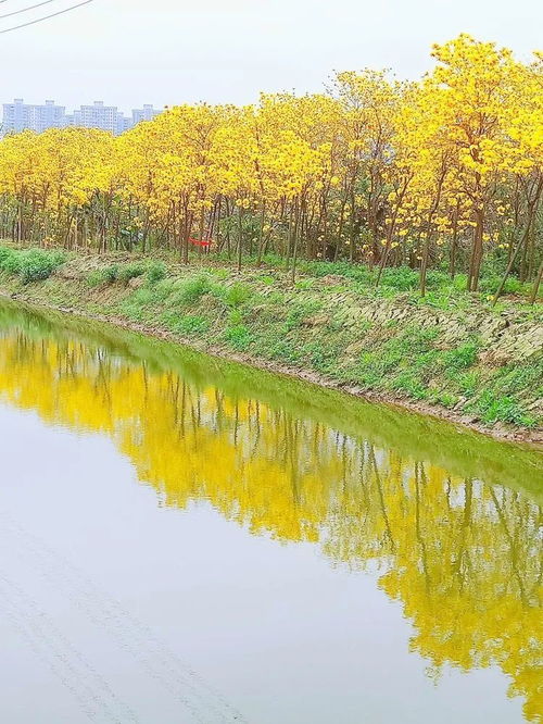 赏花去公园哪里最好？春天哪种花最绚烂