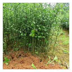 江西高山茶油树苗基地电话：广西山茶油种子直销