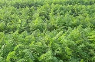 种子移植，春秋两季