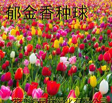 牡丹与玫瑰， 花中的贵族