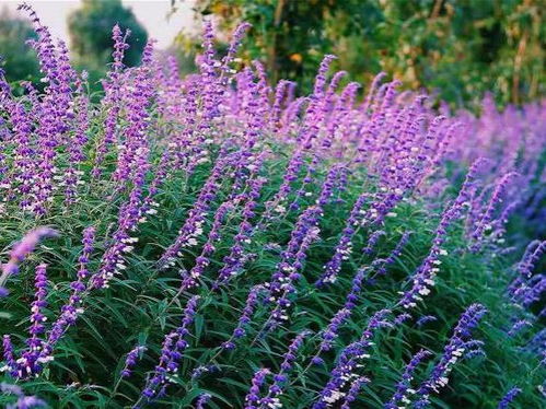 鼠尾草：小风铃般的清新气息
