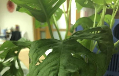 4. 龟背竹：夜间吸收二氧化碳， 改善空气质量