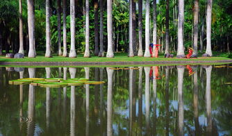 景区大面积种植的植物，大自然的美妙画卷