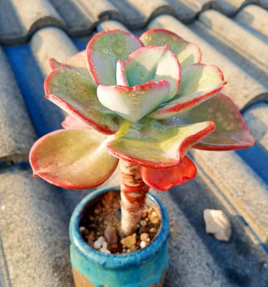 多肉植物黄金草怎么养？如何让叶片更加饱满