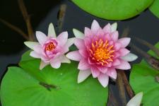 睡莲的静谧与樱花的热烈