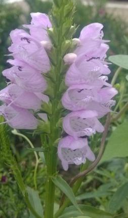 月季花的伞房花序：美丽背后的秘密