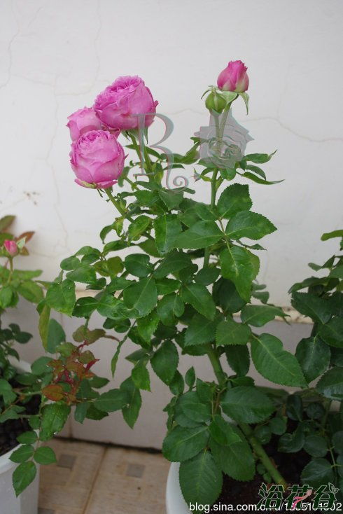 紫雾泡泡月季的花期揭秘