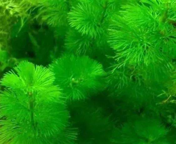 巴西风格水族造景的水草种植