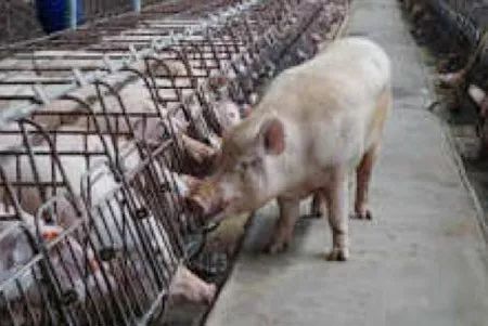母猪断奶晚发情如何用121诱情法减少猪场隐形损耗？