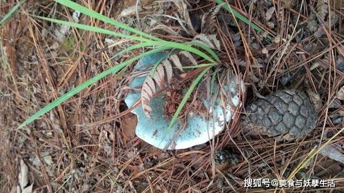松树菌市场价格波动大，不同季节上市价格不一